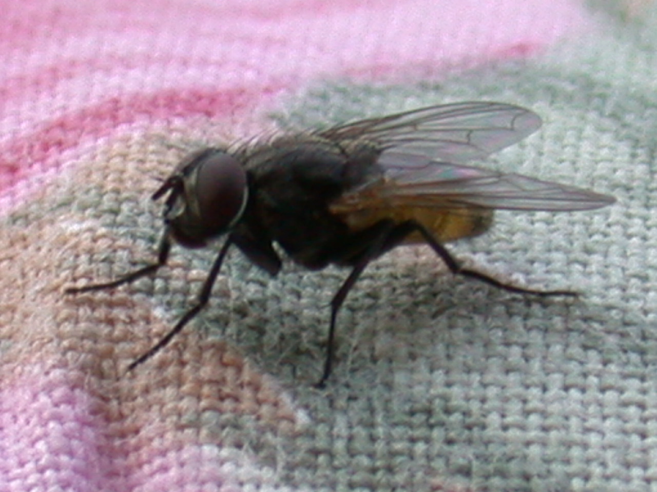 Musca domestica